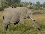 Africa 207 : Africa, Animal, Botswana, Chitabe, Elephant, Mammal, Okavango